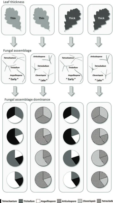Fig. 2 Experimental design for condi- condi-tioning oak leaf discs and contribution of each aquatic hyphomycete species to the initial conidial inoculum (%)