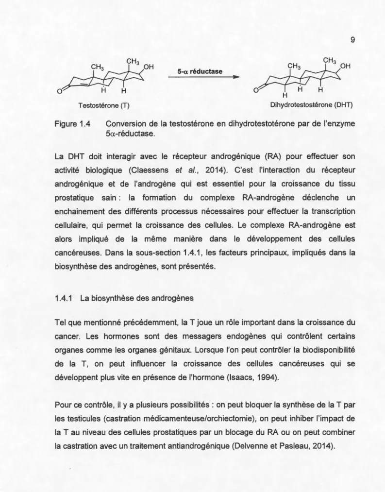 Figure  1.4  Conversion  de  la  testostérone  en  dihydrotestotérone  par  de  l'enzyme 