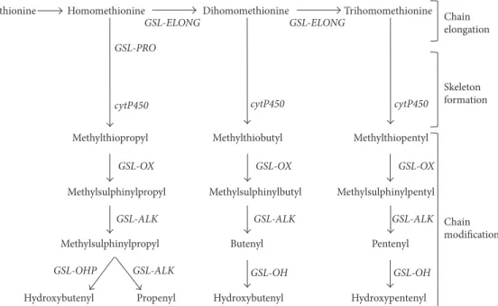 Figure 2: Simplified model of the biosynthesis pathway of aliphatic glucosinolate in Brassica [19, 20].