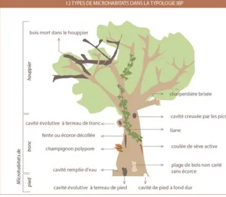 Figure 1 : Types de dendro-microhabitats et leur localisation dans l’arbre (figure  tirée de Emberger et al