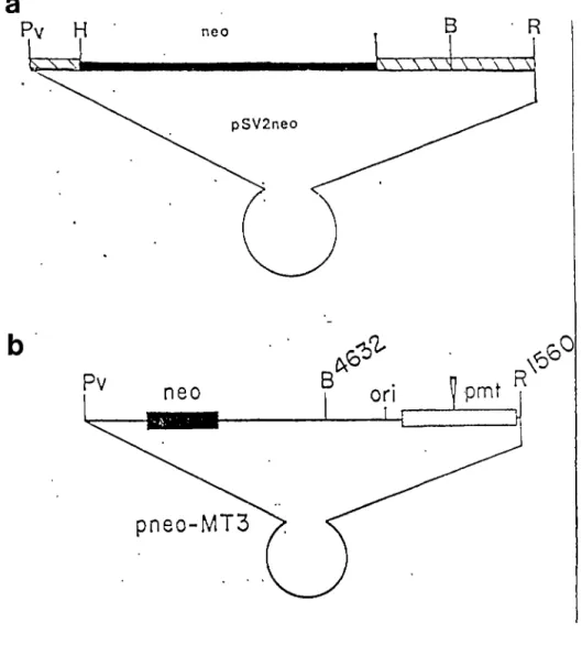Figure  9.  Structure  des  plasmides  recombinants  pSV2neo  et  pneoMT3. 