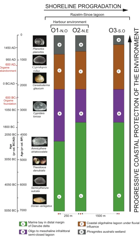 Fig. 6. Stratigraphy of the three cores based on litho- and biostratigraphic data.