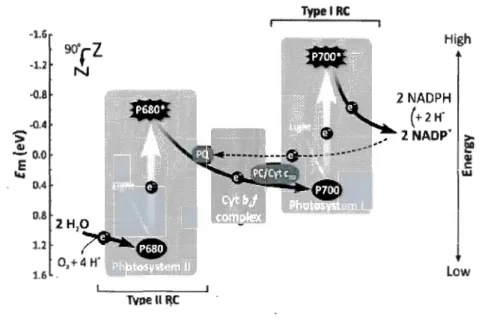 Figure  0.2.  A  simplified  Z-scheme  representing  the  linear (black  solid  arrows)  and  a  