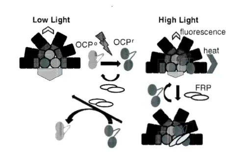 Figure 0.4.  Working mode!  ofthe OCP-related NPQ (Kirilovsky, 2014). 