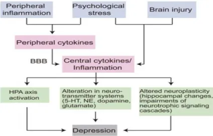 Figure 2. Les trois voies par lesquelles les cytokines pro-inflammatoires peuvent mener à la  dépression