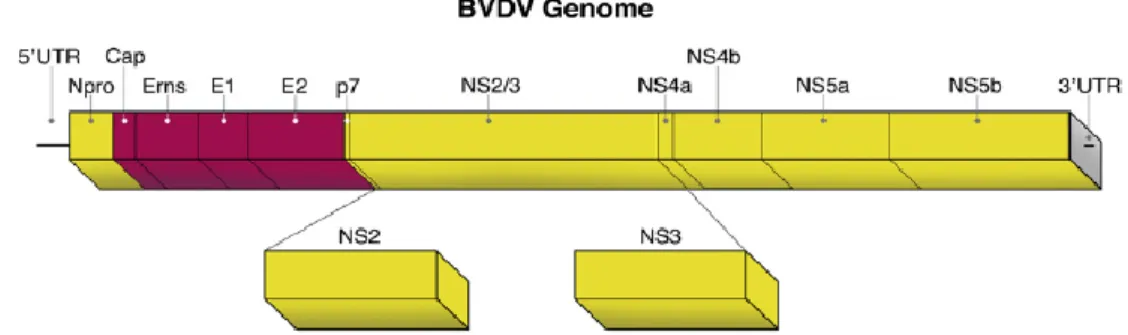Figure 2 : Organisation génomique du virus BVD (Neill, 2013) 