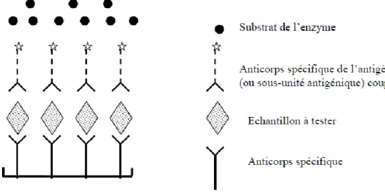 Figure 5 : Schématisation de l’ELISA antigène (Meyer, séminaire ENVT 2007) 