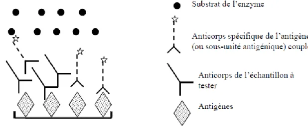 Figure 7 : Schématisation de l’ELISA compétition (Meyer, séminaire ENVT 2007) 