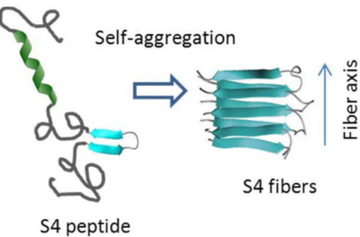 Figure 1. Schematic representation of S4 peptides and associated S4 fibers.