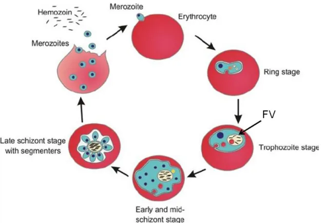 Figure 4 Smear of erythrocytic stages under light microscope.   Hrs= hours. (Ebrahimzadeh) 