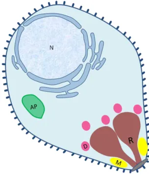 Figure 5 Atypical organelles of merozoite.  