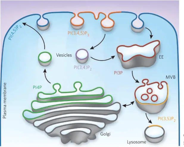 Figure 8 A map of the subcellular localization of Pl in higher eukaryotic cells.  