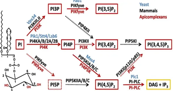 Figure 10 Kinases involved in phosphoinositide metabolism in yeast, mammalian cells and  apicomplexan parasites
