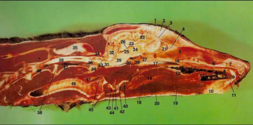 Figure 1 Topographie du SNC vue en coupe médiale d’une tête de chien 