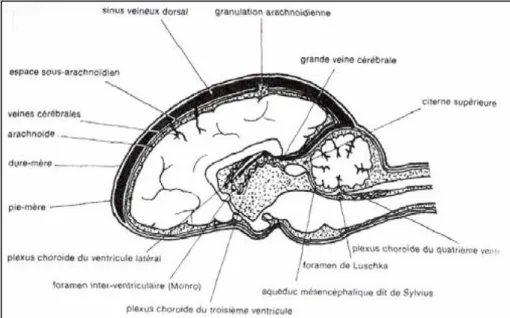 Figure 3 Topographie des méninges sur une vue de coupe de l’encéphale 