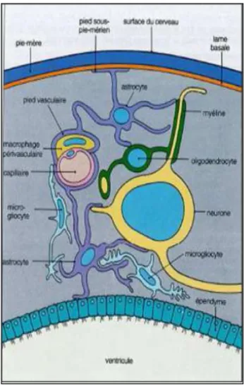 Figure 6 Organisation de la neuroglie 