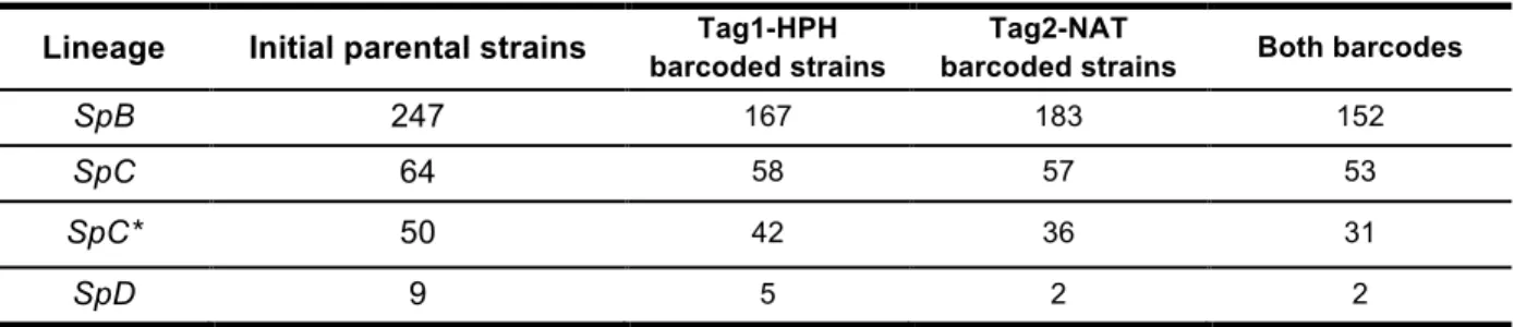 Tableau 2-1. Number of S. paradoxus barcoded strains in the collection.   Lineage  Initial parental strains  Tag1-HPH 