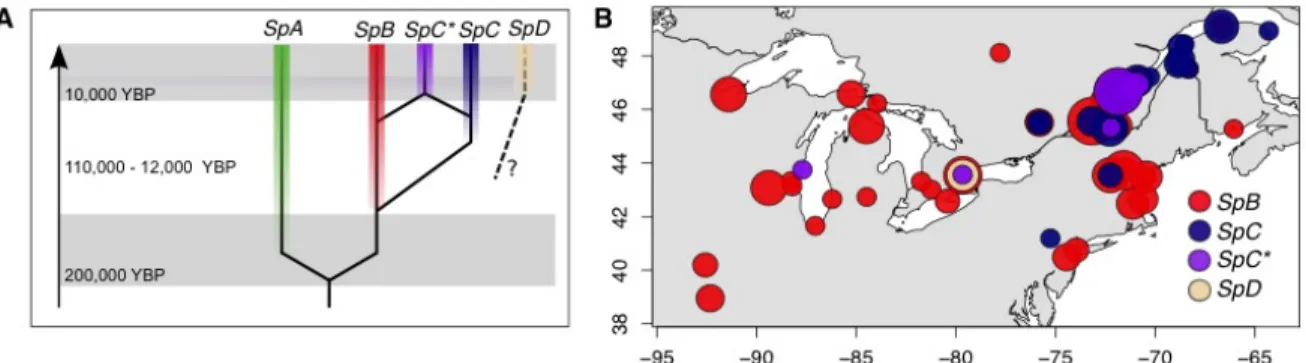 Figure 2-1. The S. paradoxus population structure and geographical distribution in North  America