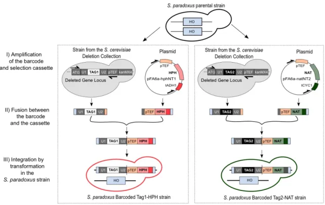 Figure 2-2. Integration protocol to barcode natural S. paradoxus strains.  