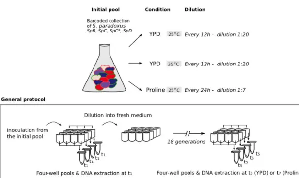 Figure 2-3.Competition assay using the barcoded strains.  