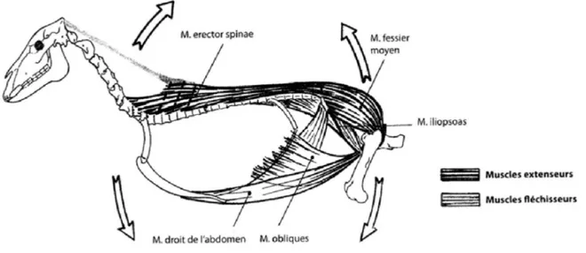 Figure	 18	:	 Schéma	 des	 muscles	 thoraco-lombaires	 permettant	 la	 mobilisation	 du	 rachis.	 Les	 muscles	 extenseurs	du	rachis	sont	cranialement	le	muscle	erector	spinae	et	caudalement	le	muscle	fessier	moyen,	 alors	que	les	muscles	fléchisseurs	du	r