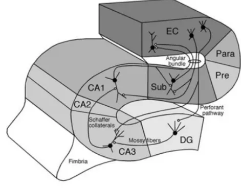 Figure 1: The hippocampal formation 