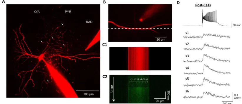 Figure  1-11:  Postsynaptic  Ca 2+   transients  evoked  by  a  burst  of  electrical  stimulation (3 stimuli at 100 Hz)