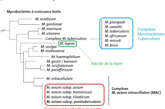 Figure 2 : relations phylogénétiques entre les différentes mycobactéries sur la base des séquences du gène   ribosomal 16S (document modifié du rapport AFSSA sur la paratuberculose des ruminants, Mars 2009)