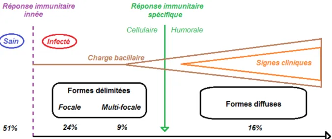 Figure 5 : modèle immunopathologique de la paratuberculose (inspiré de la figure 1 du document 