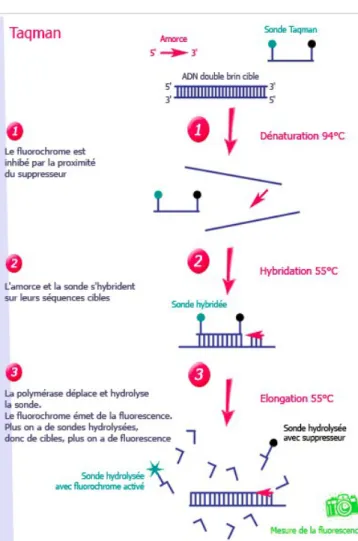 Figure 6 : principe de la méthode Taqman, sonde d'hydrolyse  (Source :http://www.ilm.pf/PCRtempsreel)