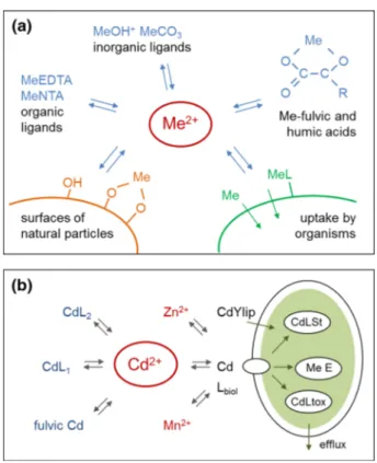 Fig. 2 Schematic representation of key processes defining a the speciation of metal ions in solution; b the speciation and uptake of trace metals by a simplified model of living cells (after L