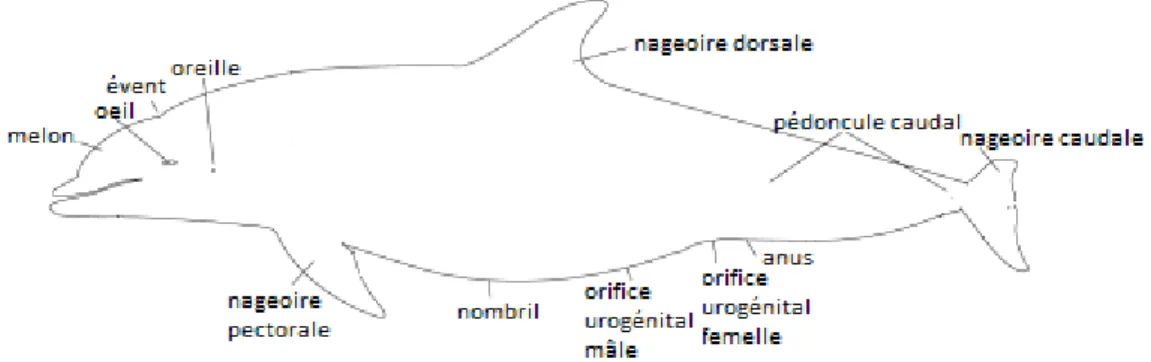 Figure 4 : Morphologie générale du dauphin à bec blanc 