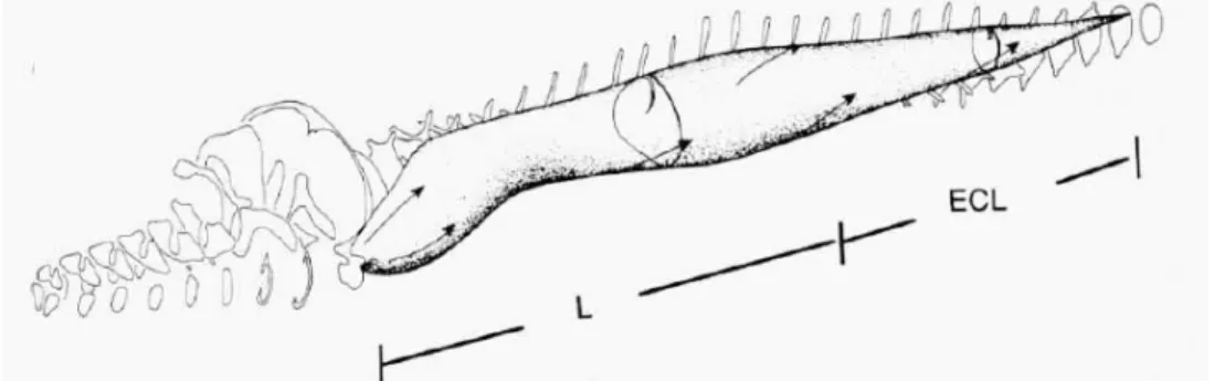 Figure 17 : Muscle longissimus (L) et son extension caudale latérale (ECL)[2] 