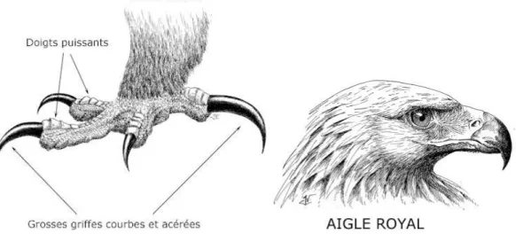 Figure 1 : Serres et bec d’Aigle royal [21] 