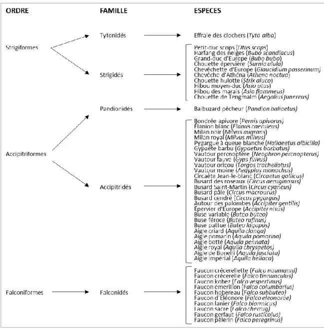 Figure 2 : Classification des principales espèces de rapaces en France [211], [40] 