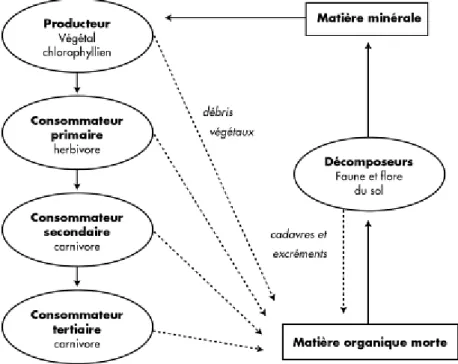 Figure 3 : Organisation d’une chaîne alimentaire [35] 