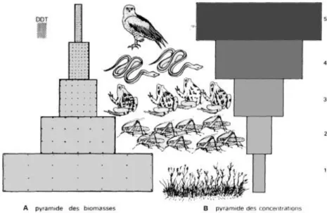 Figure 6: Processus de bioconcentration et de bioamplification du DDT dans une chaine trophique terrestre  [222] 