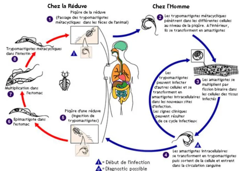 Figure 1 : Mode de transmission de la maladie de Chagas.