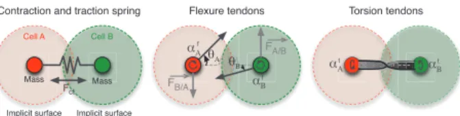 Figure 1: 3 different kinds of connections are used. Traction springs apply equal forces (of opposed directions) to cells A and B, torsion joint apply a torque and flexure joints applies both a torque and an orthogonal force to the opposed cell.