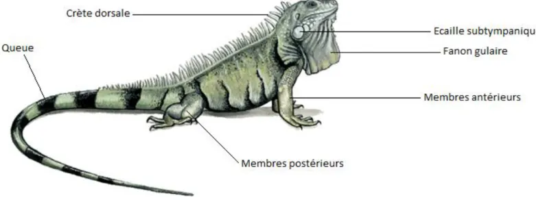 Figure 5 : Aire de répartition de l’Iguane vert à travers le monde Figure 4 : Aspect général de l’Iguane vert 