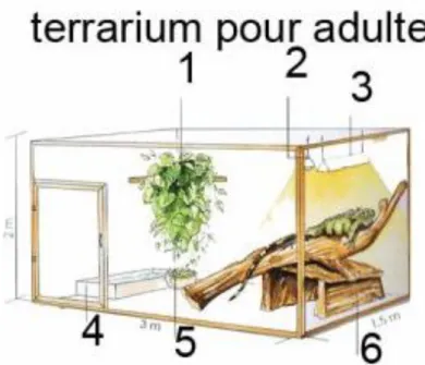 Figure  6 :  Schéma  d’un  terrarium  pour  iguane  adulte,  contenant : 