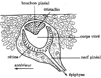 Figure 11 : Schéma d’œil pinéal 