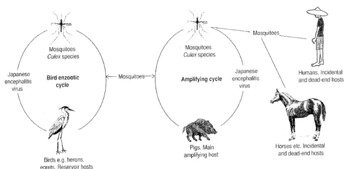 Figure 2 - Cycle épidémiologique de l'EJ (Service, 2008) 