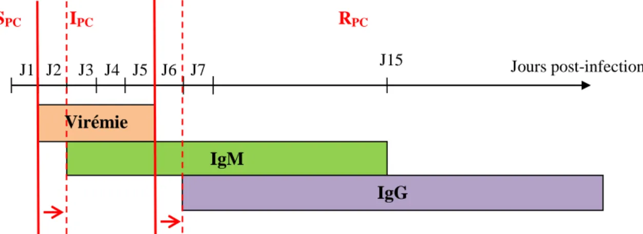 Figure 7 : Schéma de l'évolution de la virémie et de la sérologie post-infection par le VEJ chez le porc