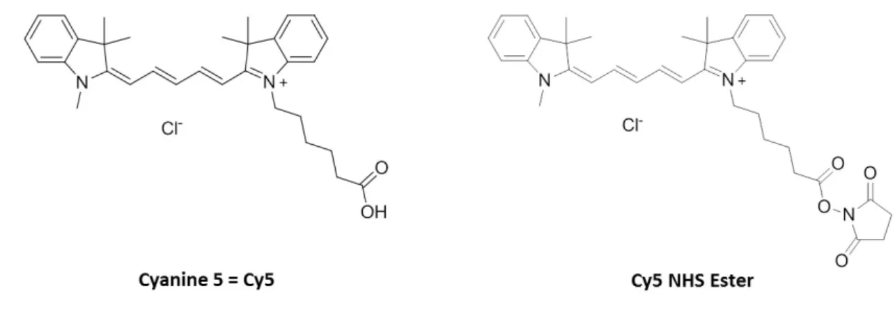 Figure 4.6 : Structures moléculaires de la cyanine 5 ou Cy5 et de la Cy5 NHS Ester 