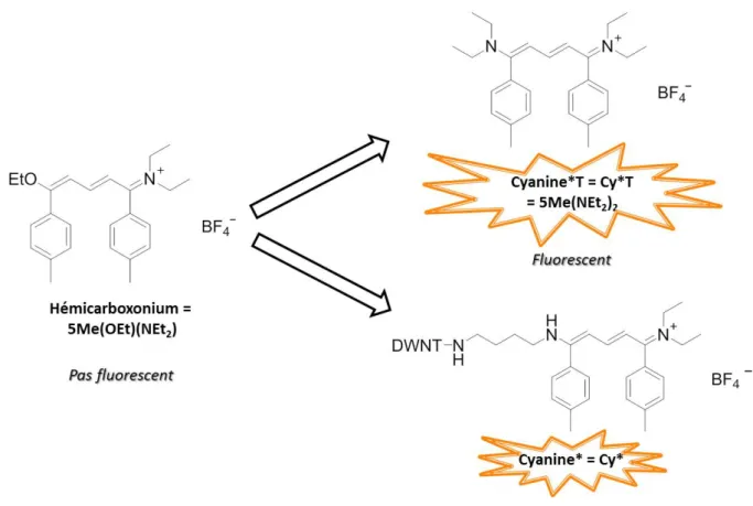 Figure 4.7 : Structures moléculaires de l’hémicarboxonium, de la Cyanine*T (témoin) et de la Cyanine*