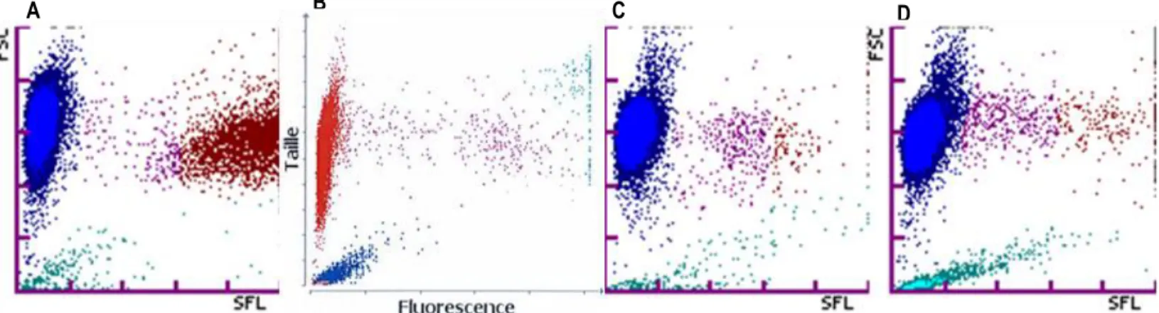 Figure 5 : Anomalie de la distribution des réticulocytes A: chez un chien atteint de leucémie (Sysmex)