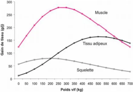 Figure 1.1. Évolution du gain des tissus chez les bovins en cours de croissance  Adaptée de Robelin, 1986 
