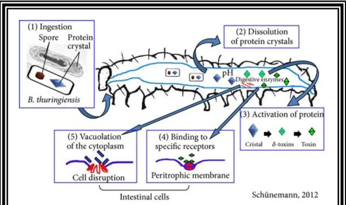 Figure  I.4:  Mode  d’action  de  B.thuringiensis  :  ingestion  du  complexe  spore/cristal  (1);  solubilisation  des  cristaux  (2);  activation  des  protéines  (3);  liaison  des  protéines  aux  récepteurs  spécifiques    (4);  formation  des  pores 
