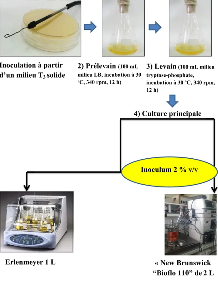 Figure II.1 Schématisation des déroulements des fermentations à l’échelle du laboratoire 